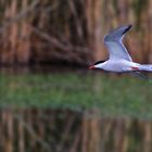 Flussseeschwalbe im abendlichen Flug