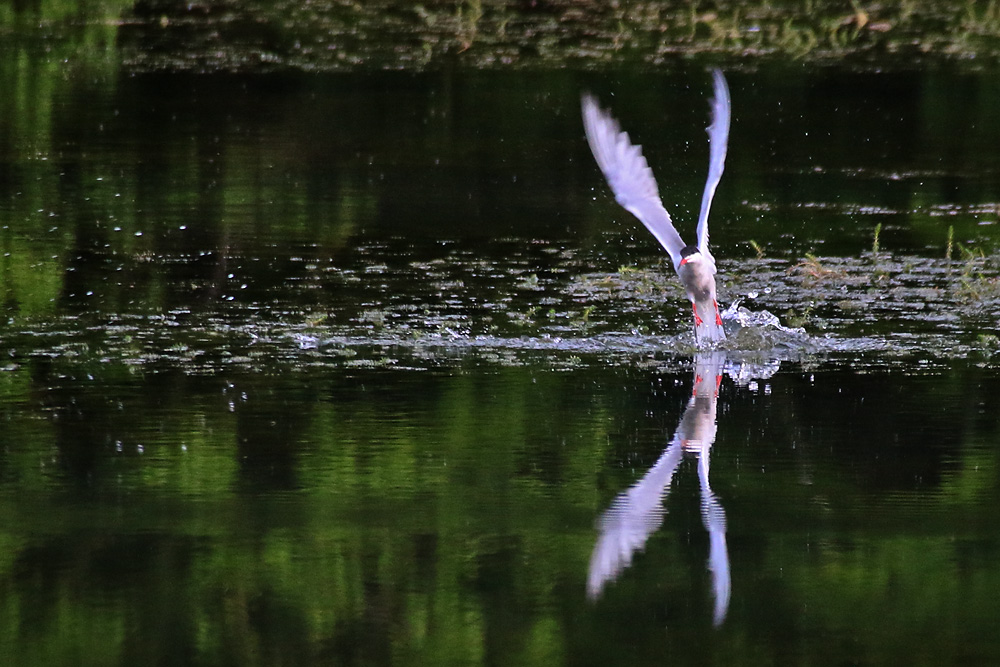 Flussseeschwalbe im Auffliegen.......