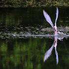 Flussseeschwalbe im Auffliegen.......