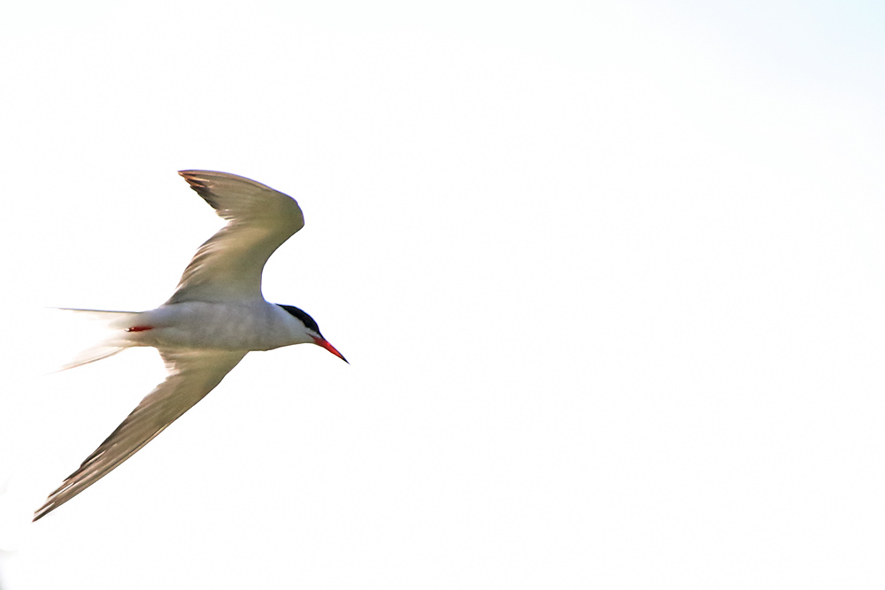 Flussseeschwalbe im Flug