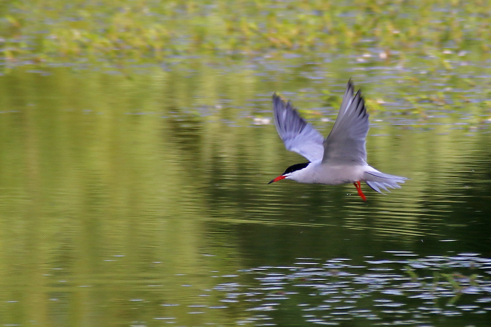 Flussseeschwalbe im Flug