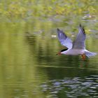 Flussseeschwalbe im Flug