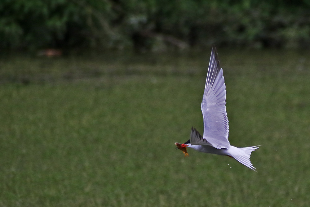 Flussseeschwalbe im Flug mit Fischbeute