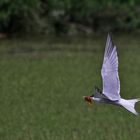 Flussseeschwalbe im Flug mit Fischbeute