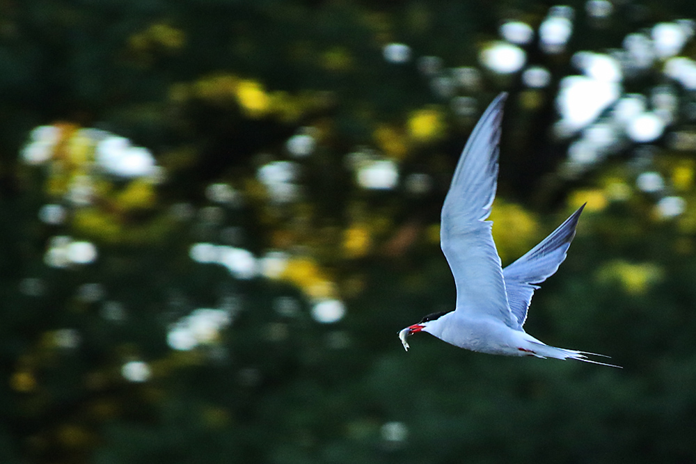 Flussseeschwalbe im Flug mit Fischbeute