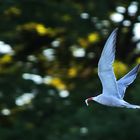 Flussseeschwalbe im Flug mit Fischbeute