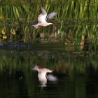 Flussseeschwalbe im Flug mit Spiegelung