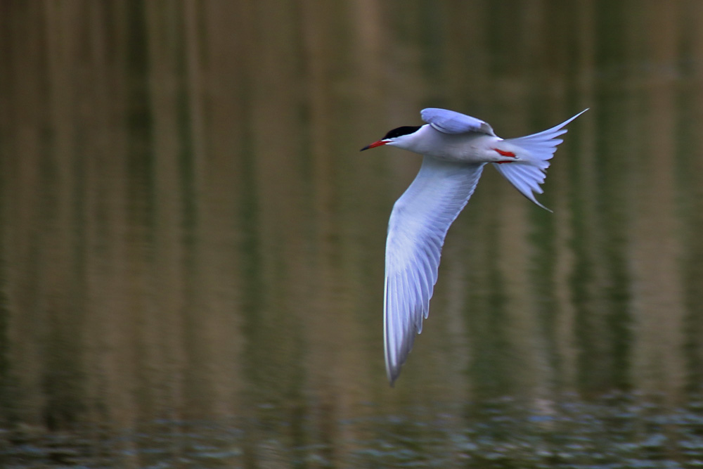 Flussseeschwalbe im Flug über´s Wasser