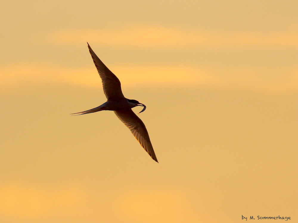 Flußseeschwalbe im Morgenlicht