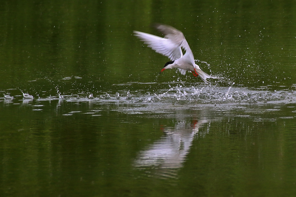 Flussseeschwalbe in Aktion