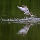 Flussseeschwalbe in Aktion