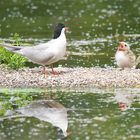 Flussseeschwalbe kommuniziert mit Nachwuchs...