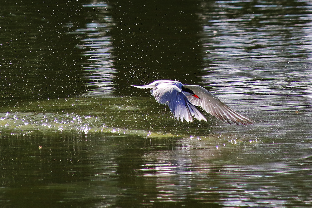 Flussseeschwalbe kurz nach der Wasserberührung