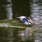 Flussseeschwalbe kurz nach der Wasserberührung