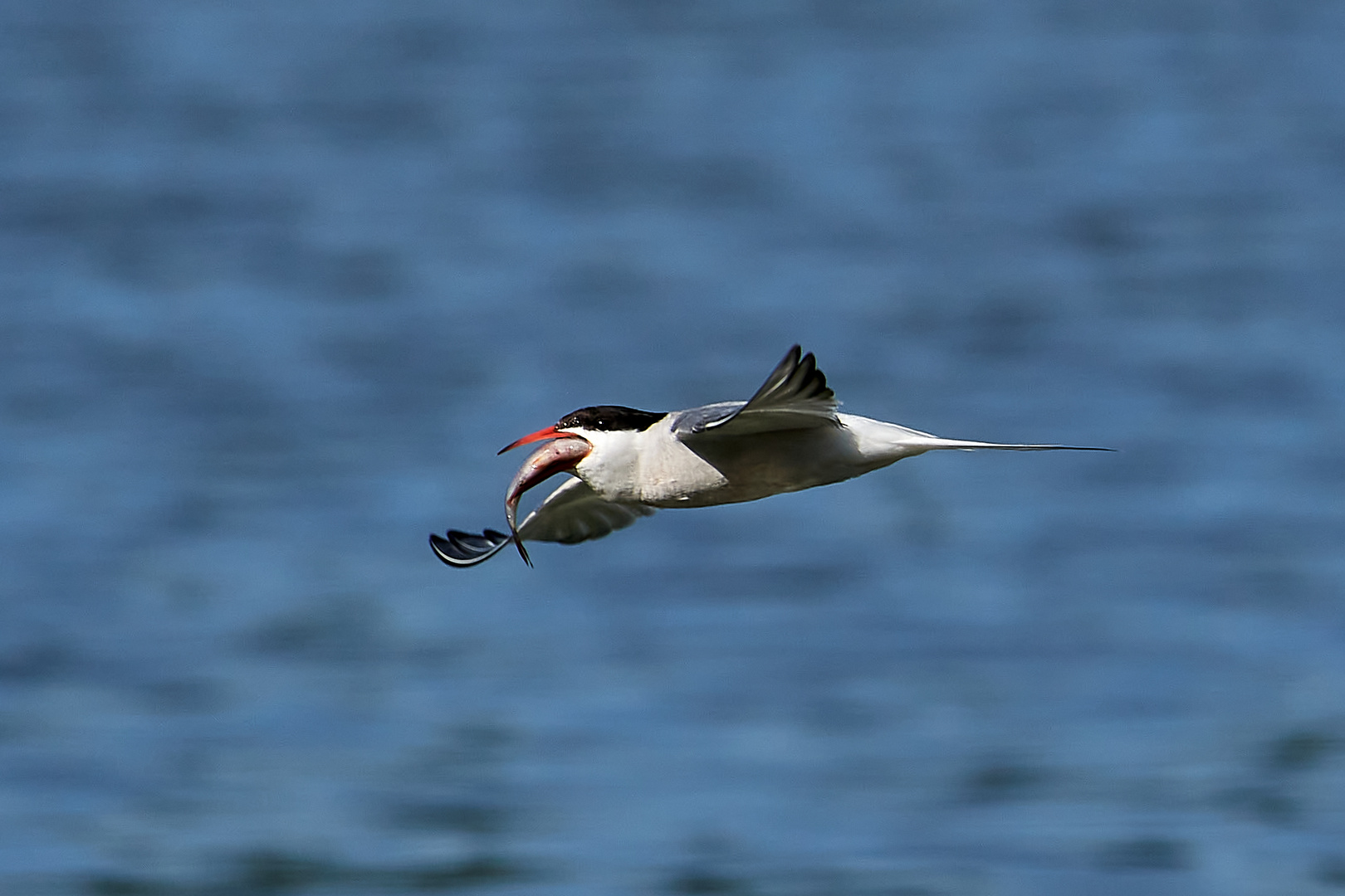 Flussseeschwalbe mit Fisch , im Flug