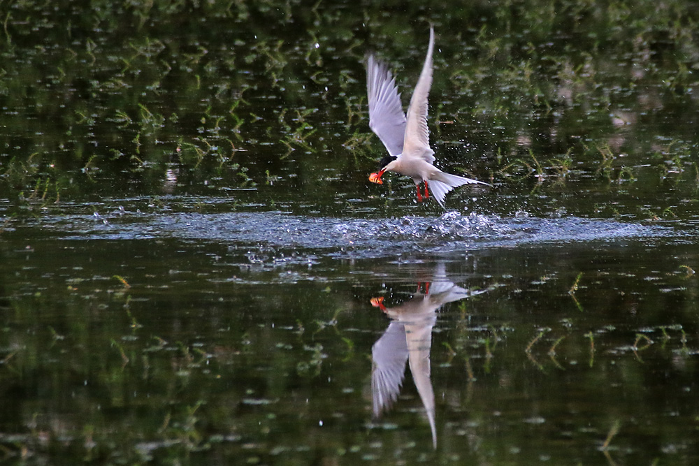 Flussseeschwalbe mit Fischbeute