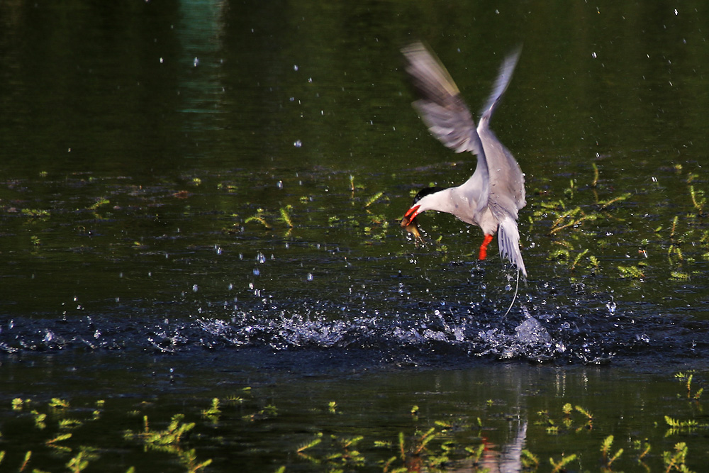 Flussseeschwalbe mit Fischbeute