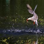 Flussseeschwalbe mit Fischbeute