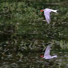 Flussseeschwalbe mit Goldfisch im Schnabel