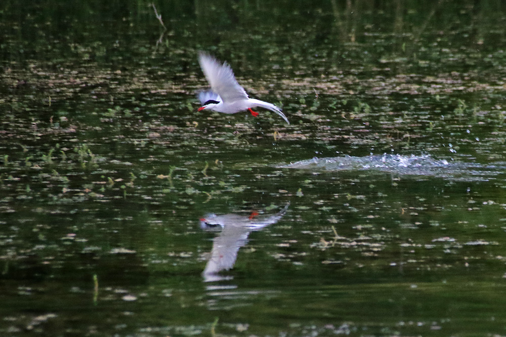 Flussseeschwalbe mit Spiegelung.....