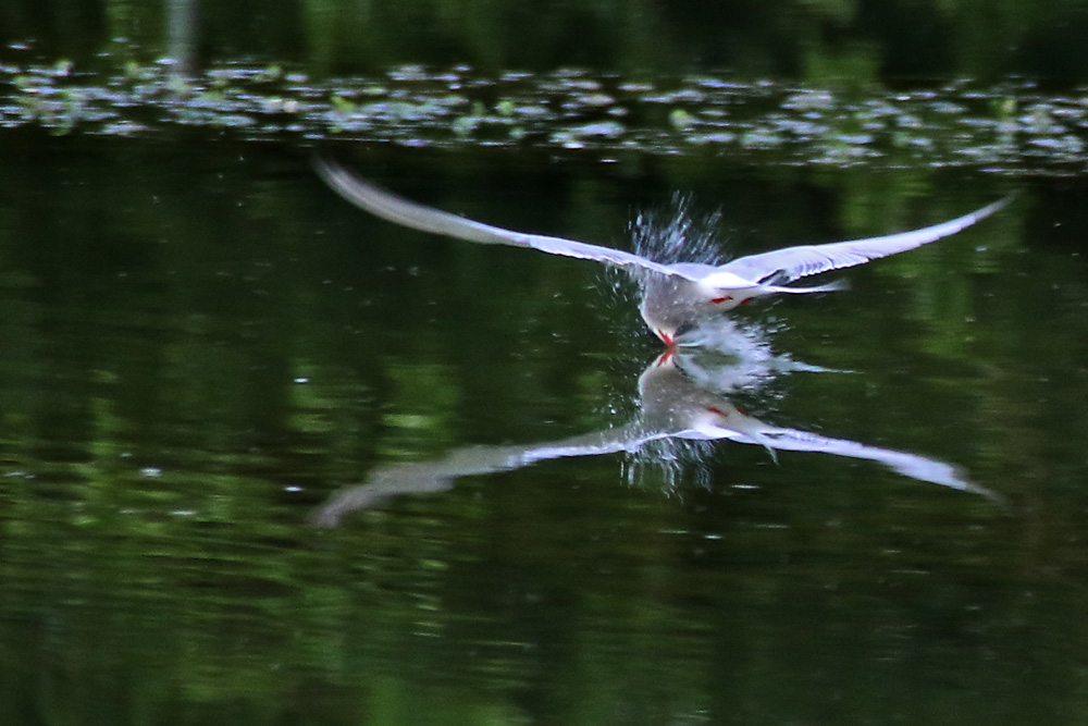 Flussseeschwalbe mit Wasserberührung