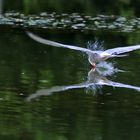 Flussseeschwalbe mit Wasserberührung