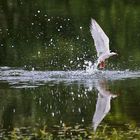 Flussseeschwalbe nach dem erfolglosen Eintauchen