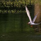 Flussseeschwalbe nach erfolgreicher Fischjagd