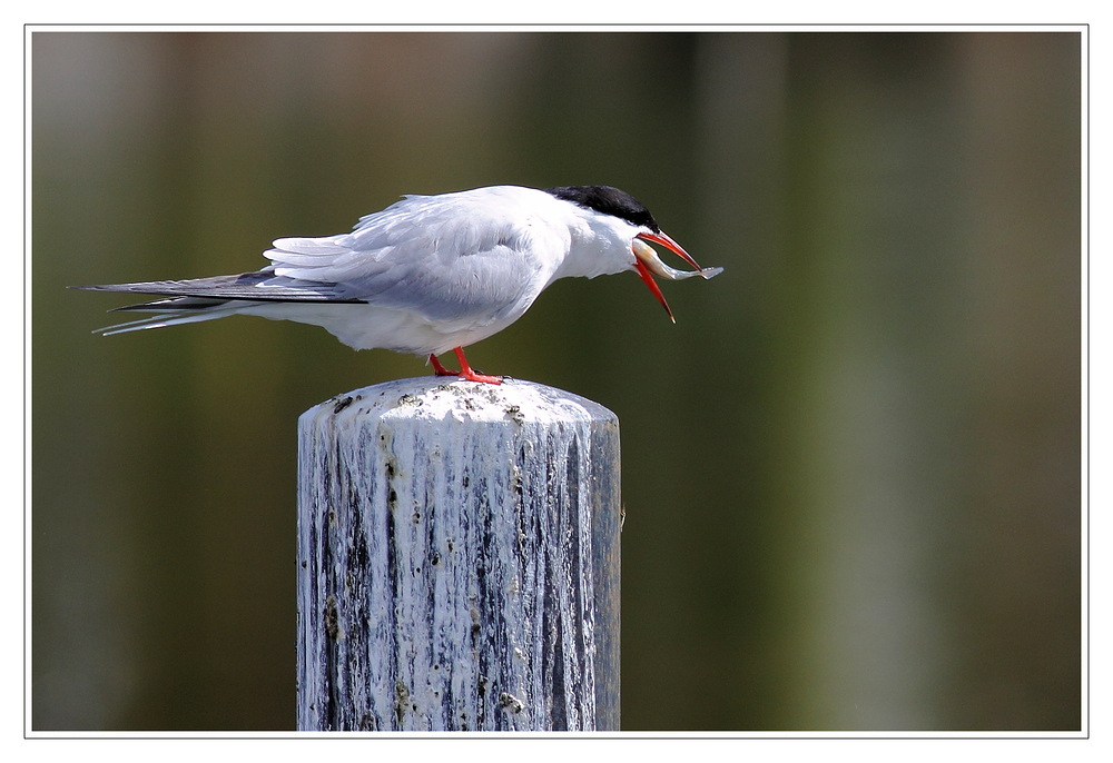 Flussseeschwalbe - schmeckt lecker