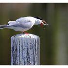 Flussseeschwalbe - schmeckt lecker