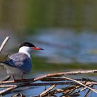 Flussseeschwalbe (Sterna hirundo)