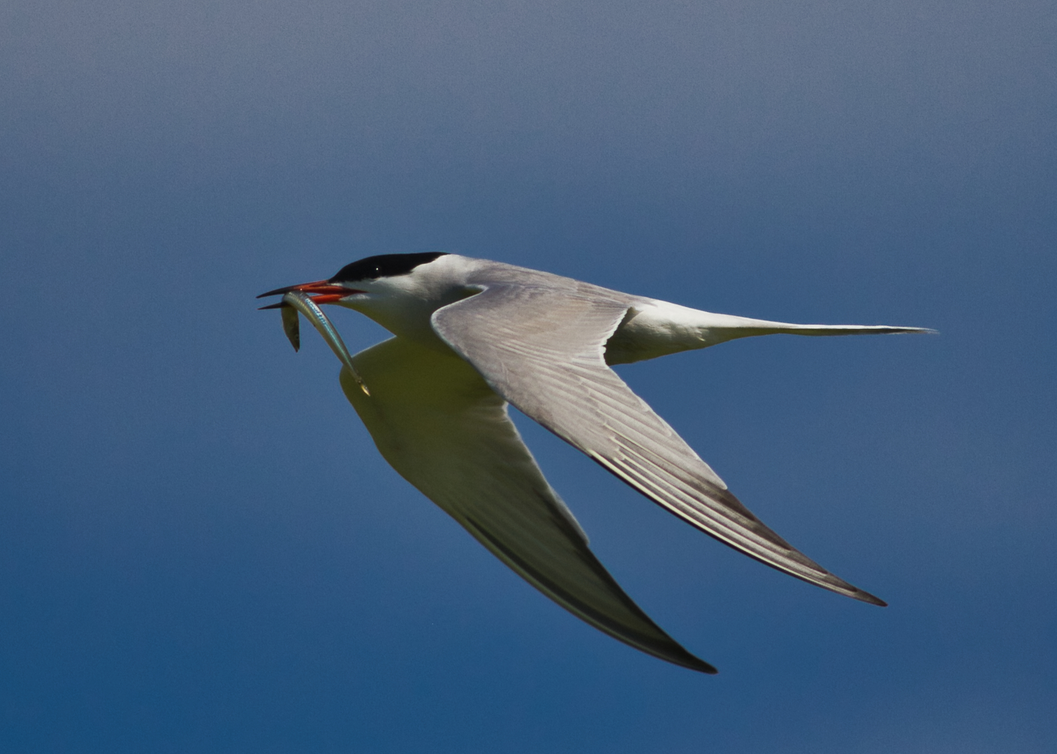 Flussseeschwalbe (Sterna hirundo)