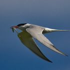 Flussseeschwalbe (Sterna hirundo)