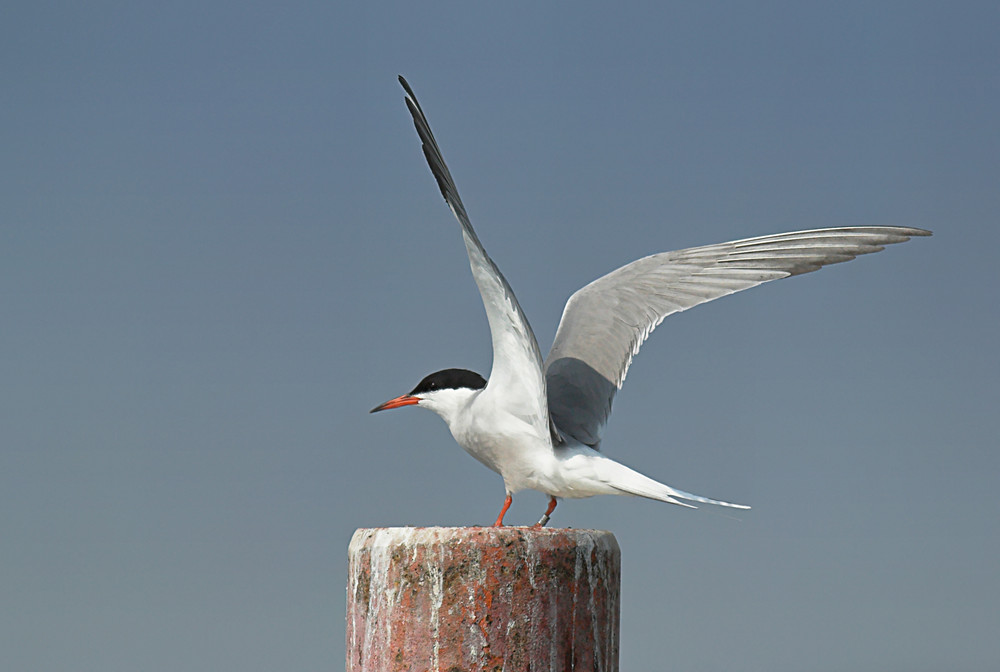 Flussseeschwalbe (Sterna hirundo)