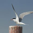 Flussseeschwalbe (Sterna hirundo)