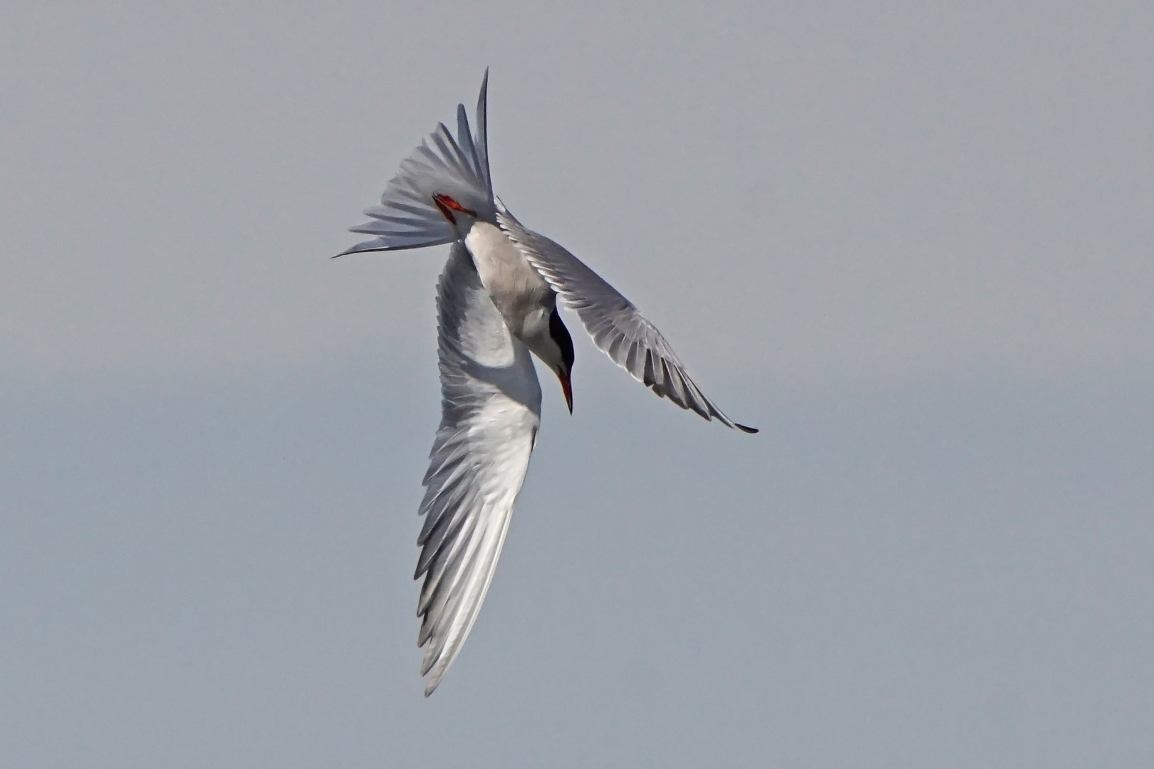 Flussseeschwalbe (Sterna hirundo)