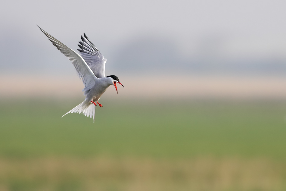 Flussseeschwalbe (Sterna hirundo)