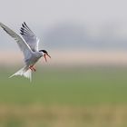 Flussseeschwalbe (Sterna hirundo)