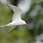 Flussseeschwalbe (Sterna hirundo)