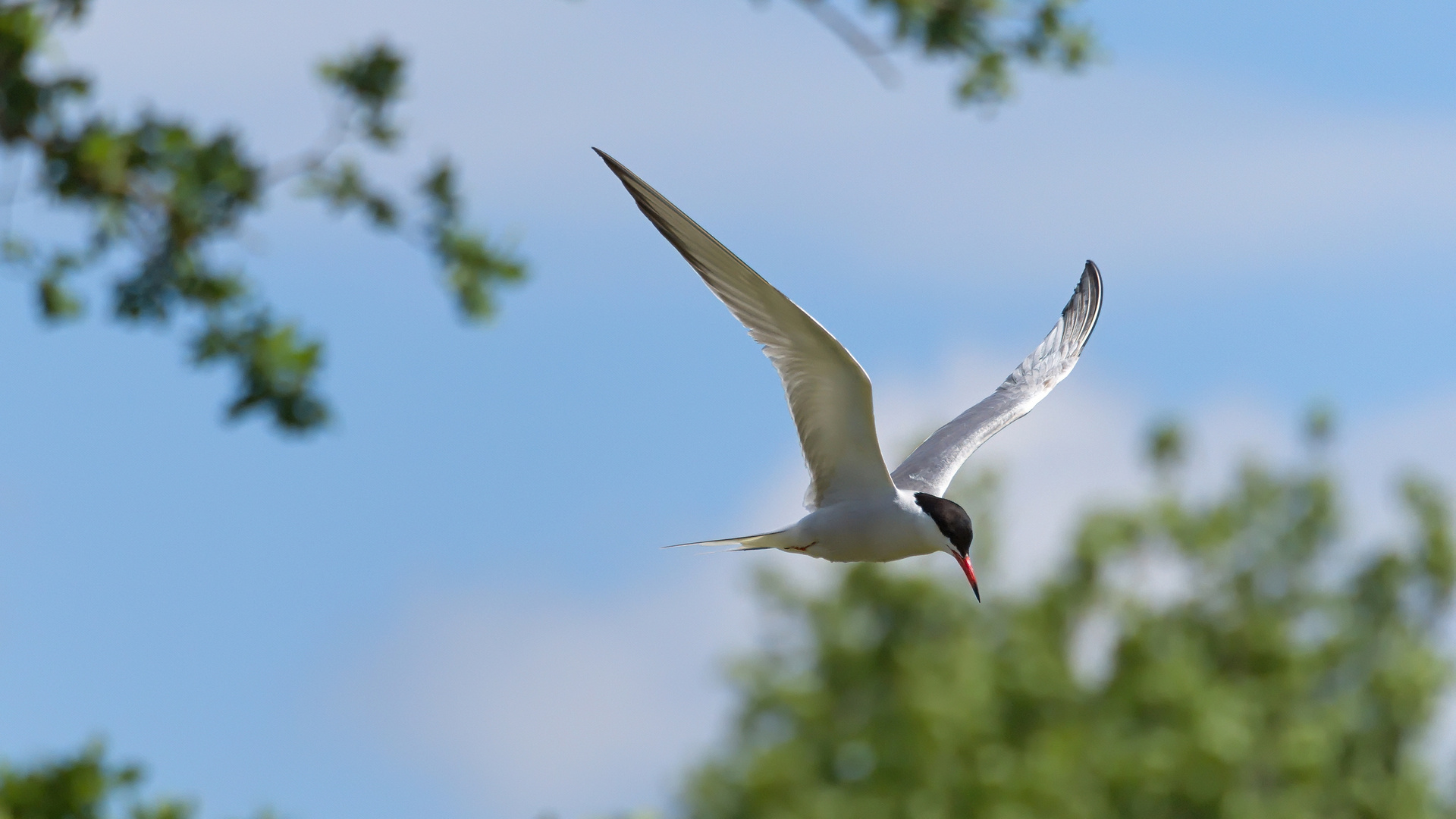 Flussseeschwalbe (Sterna hirundo)