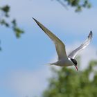 Flussseeschwalbe (Sterna hirundo)