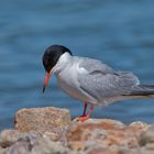 Flussseeschwalbe (Sterna hirundo)