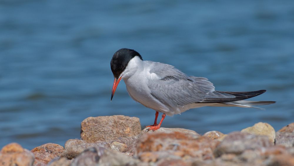 Flussseeschwalbe (Sterna hirundo)