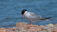 Flussseeschwalbe (Sterna hirundo)