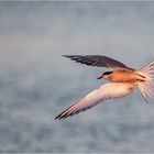 Flussseeschwalbe (Sterna hirundo)