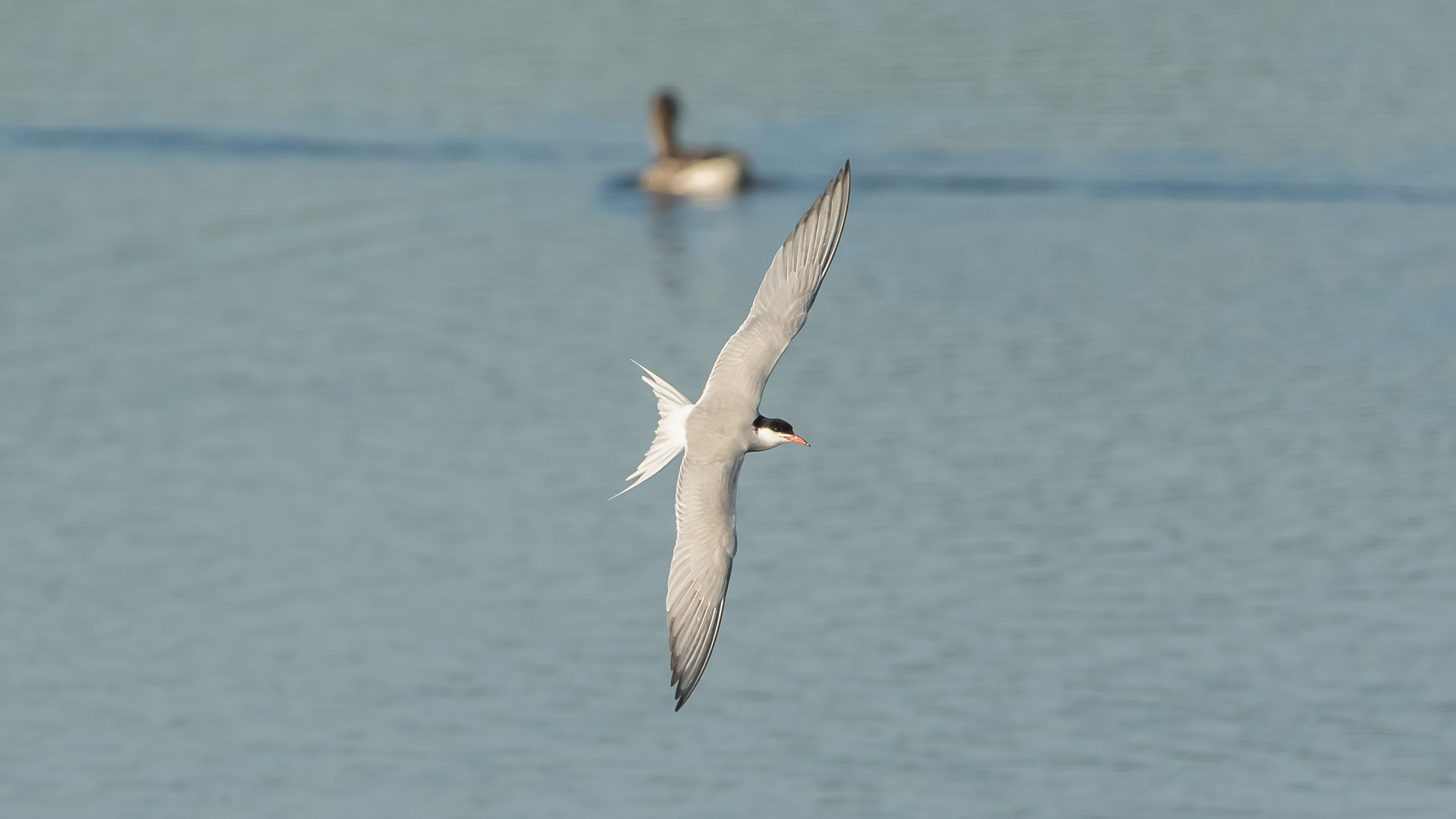 Flussseeschwalbe (Sterna hirundo)