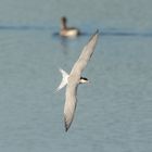 Flussseeschwalbe (Sterna hirundo)