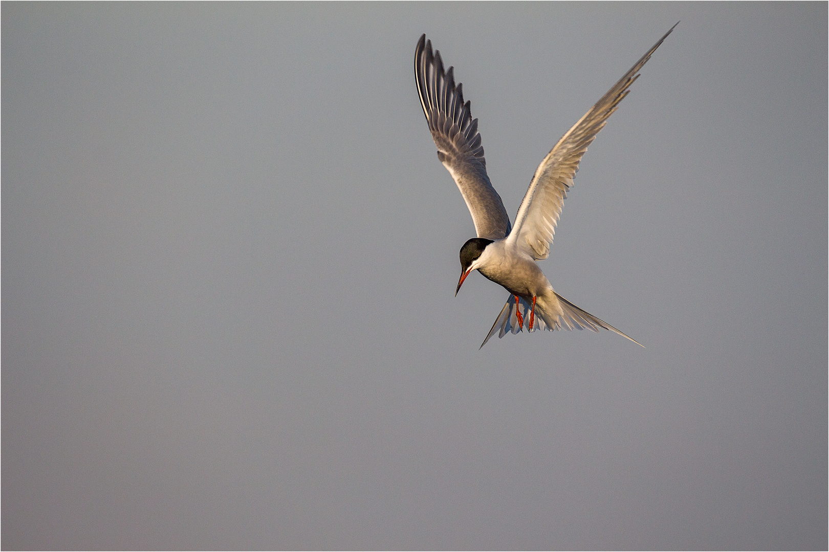 Flussseeschwalbe (Sterna hirundo)