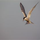 Flussseeschwalbe (Sterna hirundo)