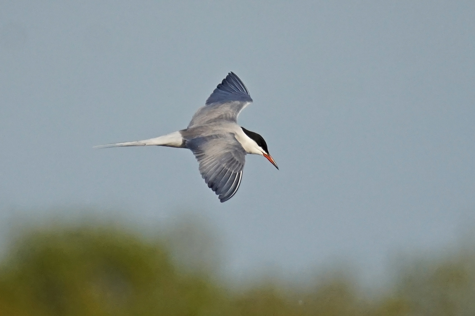 Flussseeschwalbe (Sterna hirundo)